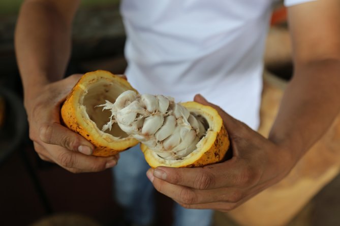 A yellow cacao pod split open by hand to show the beans in their white pulp
