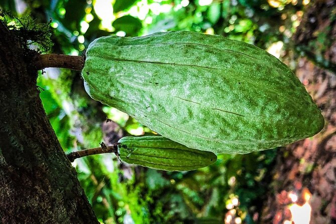 A green cacao pod growing straight out of the trunk of its tree