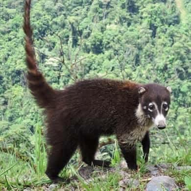 A coati foraging on the forest floor with its tail up