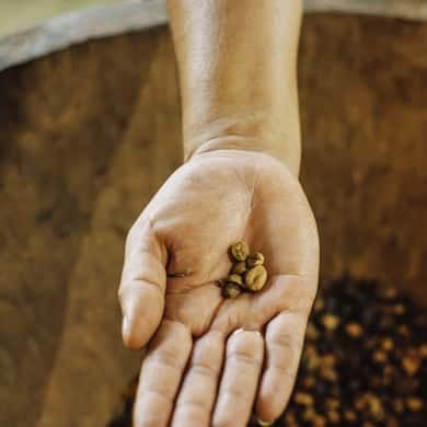 A hand held out with roasted beans, over the wooden trough they came from