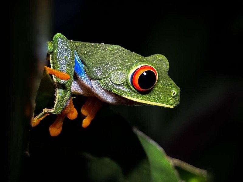 A red-eyed tree frog on a leaf, photographed at night