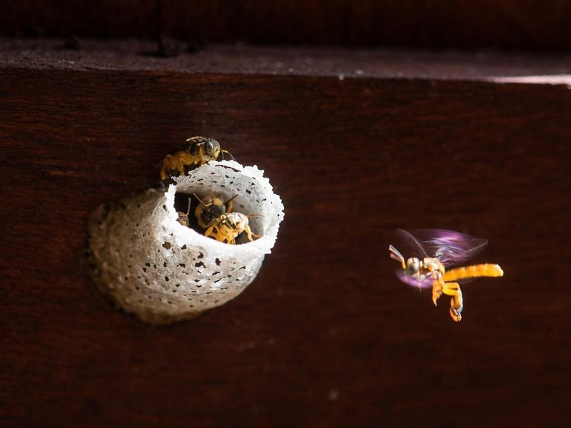 A native stingless bee at the clay entrance tube of its nest