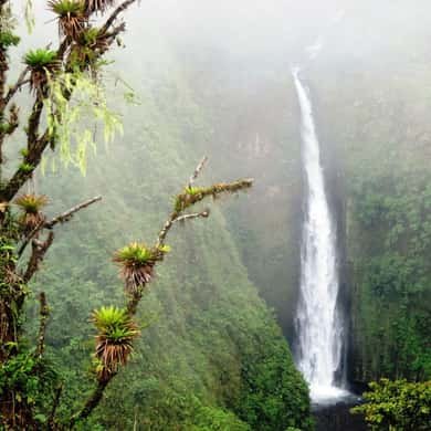 A tall waterfall falling through cloud forest on the slopes above the valley