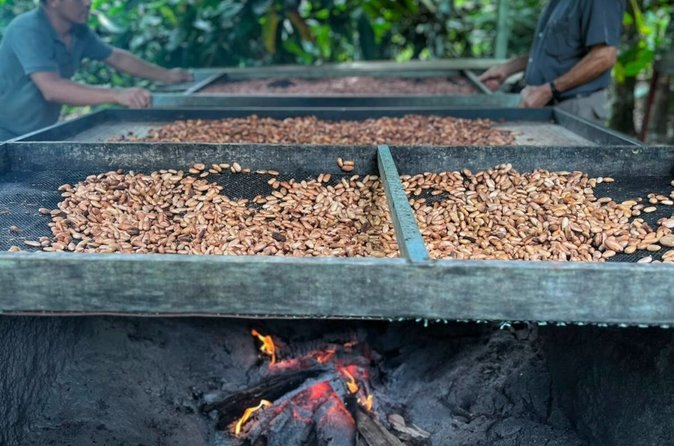 Beans roasting in a long metal trough over an open wood fire