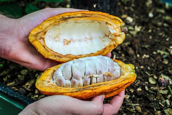An opened cacao pod showing the rows of beans inside their sweet white pulp