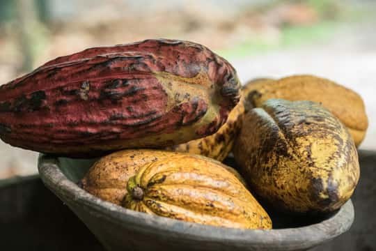 Red and yellow cacao pods piled in a wooden bowl on a farm table