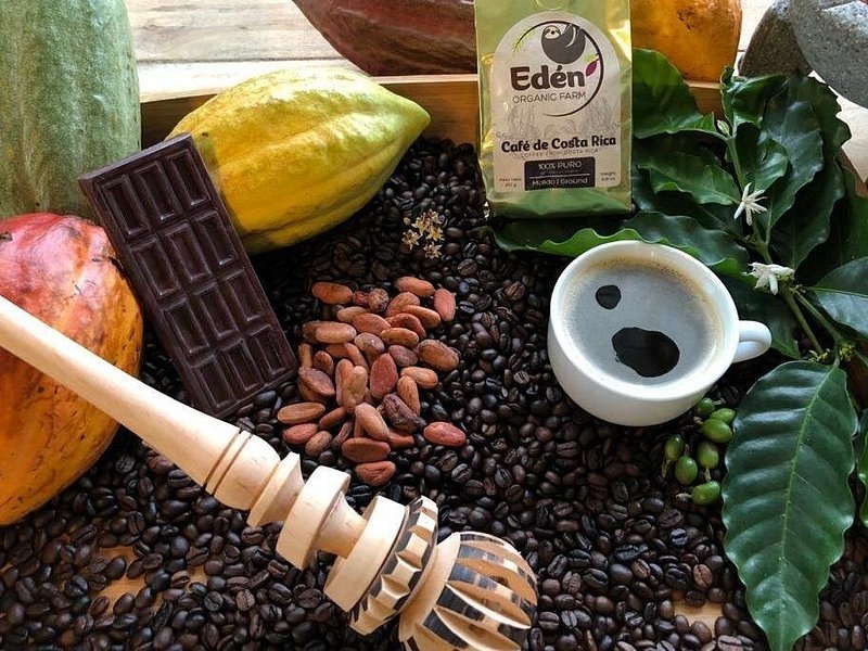 A chocolate bar, cacao beans, coffee beans and a white cup laid out together