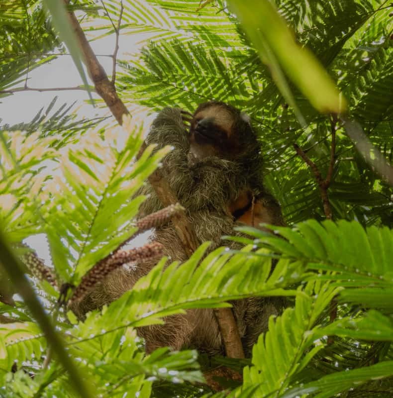 Costa Rica: Sloth Tour & Coffee, Chocolate and Sugarcane