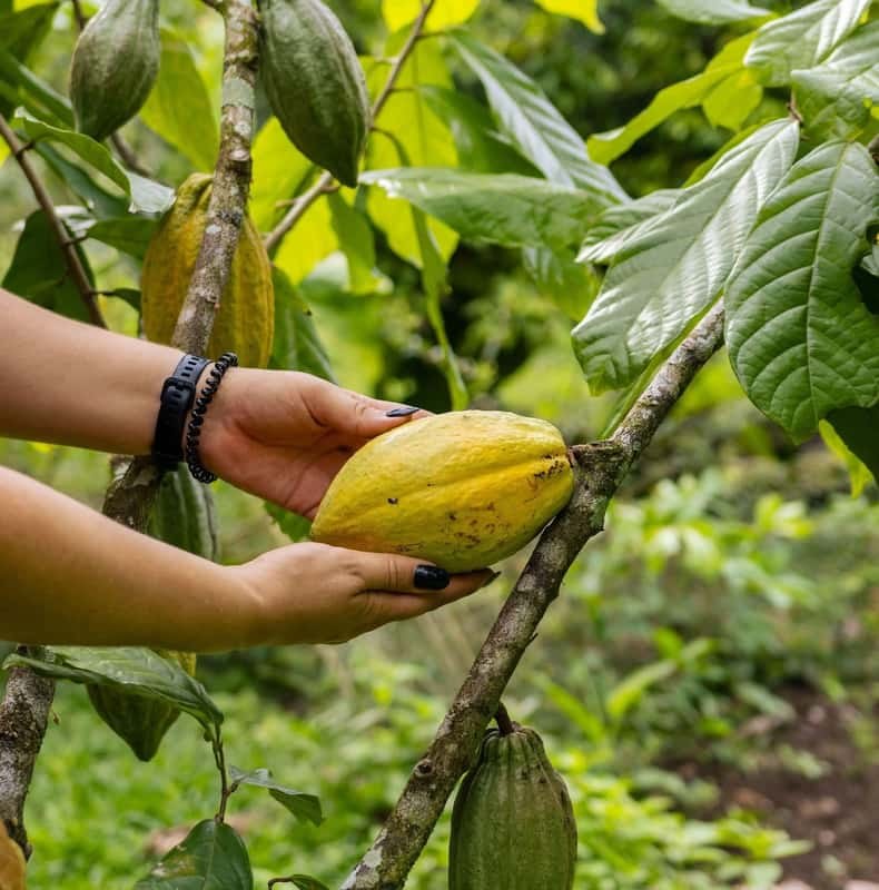 La Fortuna: Coffee, Honey & Chocolate Tour