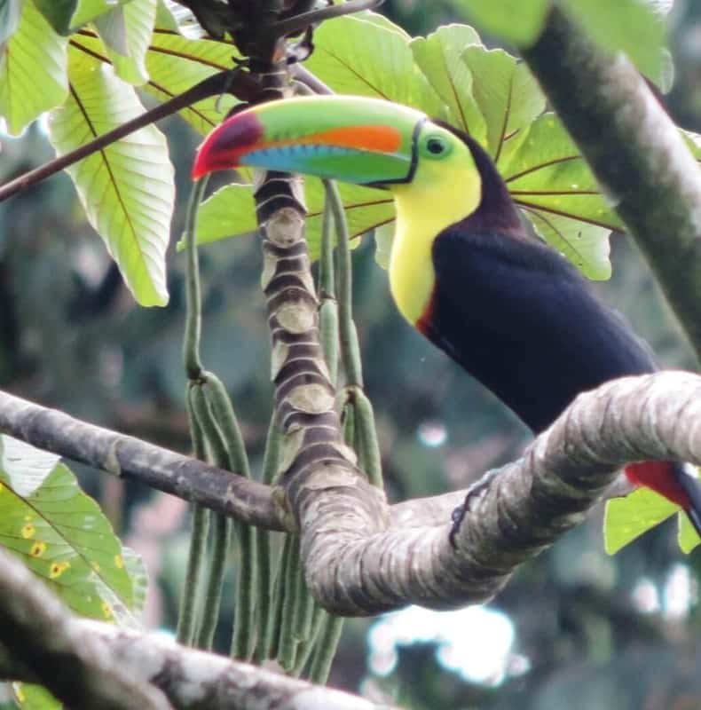 San José: Arenal Volcano, Waterfalls, Coffee and Hot Springs